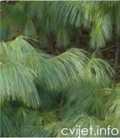 Himalajski bor - Pinus wallichiana